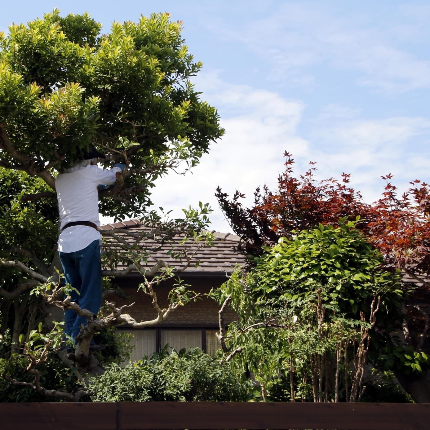 庭木伐採 東海市 | 東海市で庭木伐採ならお庭の窓口東海市