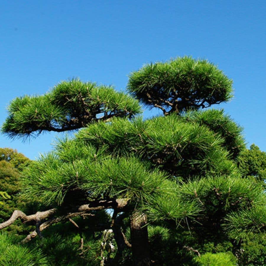 松の木剪定・伐採 東海市 | 東海市で松の木剪定・伐採ならお庭の窓口東海市