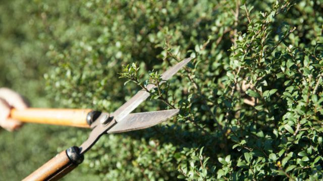 庭木剪定 東海市 | 東海市で庭木剪定ならお庭の窓口東海市