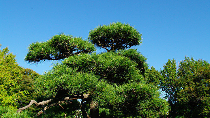 松の木剪定・伐採 東海市 | 東海市で松の木剪定・伐採ならお庭の窓口東海市
