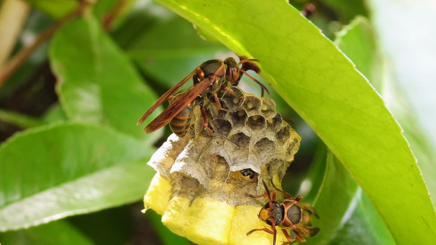 蜂の巣駆除 東海市 | 東海市で蜂の巣駆除ならお庭の窓口東海市